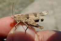 Oedipoda charpentieri