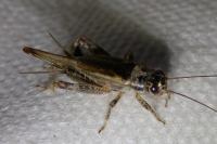 Eumodicogryllus bordigalensis