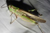Aiolopus puissanti
