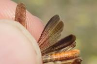 Omocestus raymondi