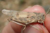 Locustinae
