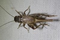 Eumodicogryllus bordigalensis bordigalensis