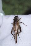 Eumodicogryllus bordigalensis bordigalensis