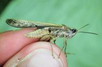 Aiolopus puissanti
