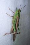 Aiolopus puissanti