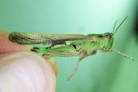 Aiolopus puissanti