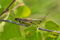 Stethophyma grossum