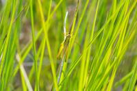 Mecostethus parapleurus