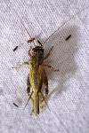 Eumodicogryllus bordigalensis bordigalensis