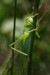 Tettigonia viridissima