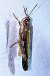 Aiolopus puissanti