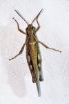 Aiolopus puissanti