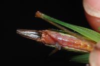 Conocephalus fuscus