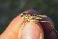 Tessellana tessellata
