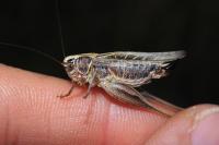 Tessellana tessellata