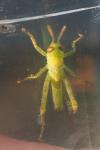 Anacridium aegyptium