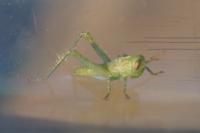 Anacridium aegyptium