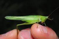 Ruspolia nitidula