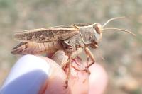 Calliptamus wattenwylianus