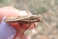 Calliptamus wattenwylianus