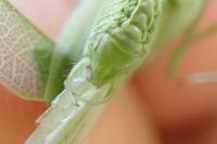 Phaneroptera nana