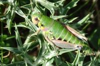 Cophopodisma pyrenaea