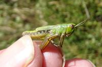 Pseudochorthippus parallelus