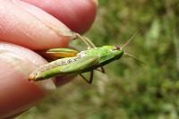 Pseudochorthippus parallelus