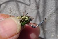 Cophopodisma pyrenaea