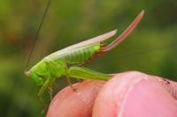 Conocephalus fuscus