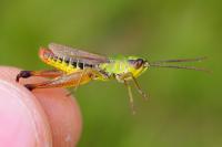 Pseudochorthippus erythropus