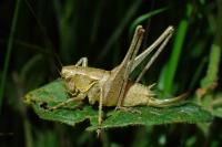 Pholidoptera griseoaptera