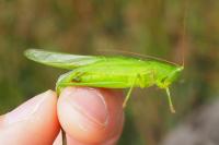 Ruspolia nitidula