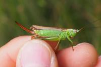 Conocephalus fuscus