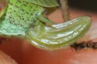 Phaneroptera nana