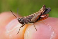 Omocestus rufipes