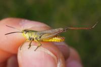Pseudochorthippus parallelus