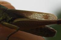 Pseudochorthippus parallelus