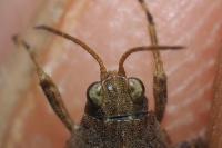 Tetrix subulata