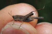 Tetrix subulata