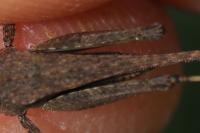 Tetrix subulata