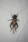 Eumodicogryllus bordigalensis