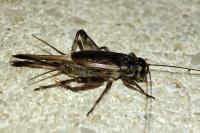 Eumodicogryllus bordigalensis