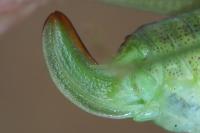Phaneroptera nana