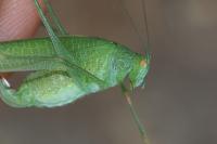 Phaneroptera nana