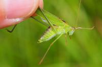 Phaneroptera falcata