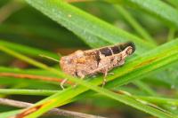 Aiolopus strepens