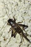 Eumodicogryllus bordigalensis
