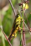 Stethophyma grossum