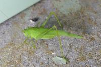 Phaneroptera nana